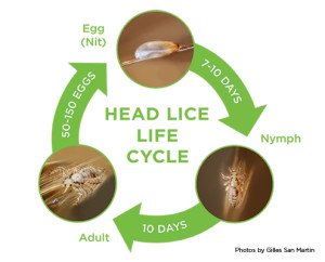 Head Lice Life Cycle