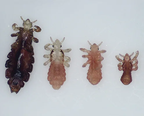Lice Nymphs to Adult